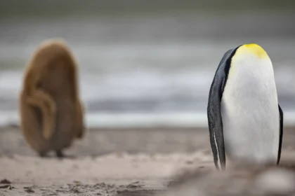 Photographer captures hilarious 'headless penguins' in Falklands - king penguin chicks tuck heads for warmth, baffling viewers with fluffy, egg-like poses