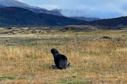 A sea lion stunned tourists after wandering 30km inland to Chile’s Torres del Paine National Park - rescued by officials, it was safely returned to its coastal habitat.