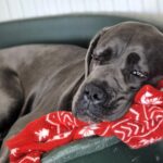 Tank, a 128-pound Great Dane who thinks he's a lapdog, is searching for a forever home after recovery. The RSPCA says he’s loving, playful, and perfect for big dog lovers.