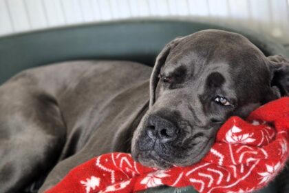 Tank, a 128-pound Great Dane who thinks he's a lapdog, is searching for a forever home after recovery. The RSPCA says he’s loving, playful, and perfect for big dog lovers.