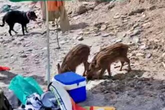 Wild boars stunned sunbathers on a Costa del Sol beach as they rummaged through bags and stole snacks, marking another unusual animal encounter in Spain’s holiday hotspots.