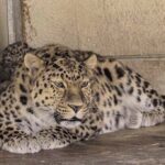 Super dad Drake, an Amur leopard at Yorkshire Wildlife Park, is celebrating Father's Day with his third set of rare cubs, offering hope for the world’s most endangered big cats.