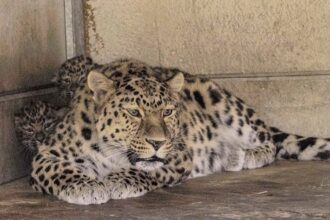 Super dad Drake, an Amur leopard at Yorkshire Wildlife Park, is celebrating Father's Day with his third set of rare cubs, offering hope for the world’s most endangered big cats.